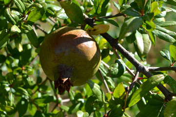 Close-up of an Unripe Pomegranate, Nature, Macro