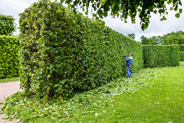 Man is cutting hedge in the park. Professional gardener in a uniform cuts bushes with clippers....