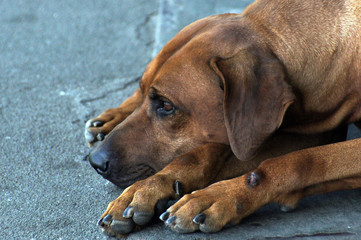 Rhodesian ridgeback