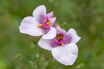 Obraz premium fleur