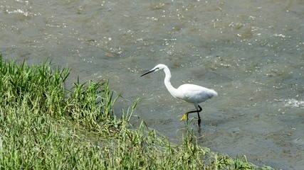 Beautiful white heron fishing on a river in Sochi