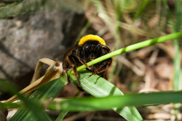 Big bee 