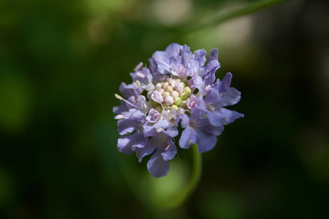 Closeup flower