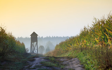 Pole Kukurydzy  © Wojciech Lisiński