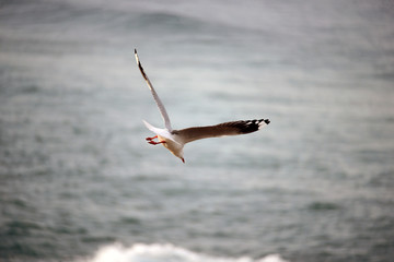 Seagull Flying