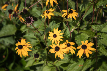 Letnia roślinność żółte kwiaty