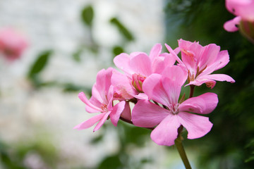 Fototapeta na wymiar Pink flowers 