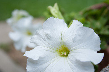 White flower closeup