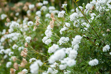 White flowers 