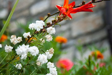 Red flowers in the garden