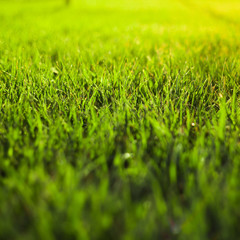 Green grass background