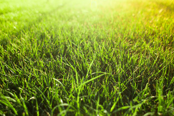 Green grass background