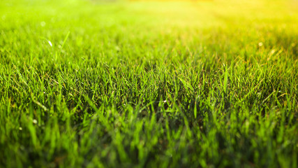 Green grass background