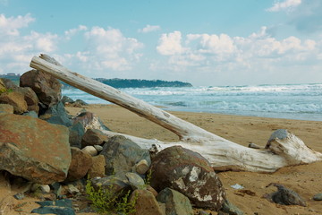 Fototapeta na wymiar driftwood on the beach in Bulgaria