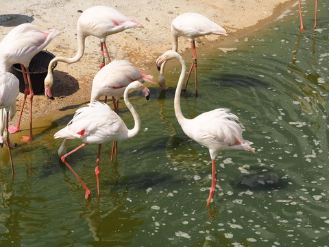 Photography that is showing a lesser flamingo (scientific name: Phoenicoparrus minor)