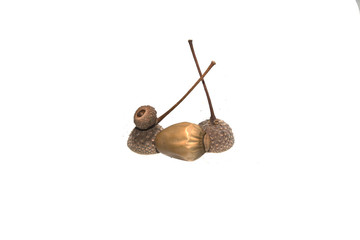 acorn isolated on white background