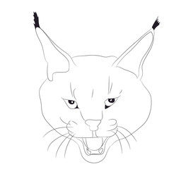 portrait of a lynx drawing lines, vector