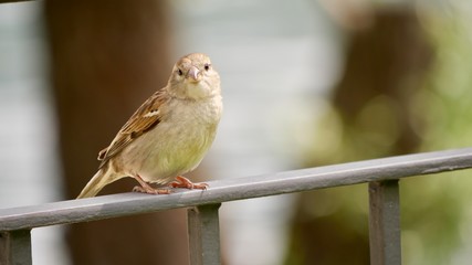 Vogel, Sperling, Spatz, bird, cute