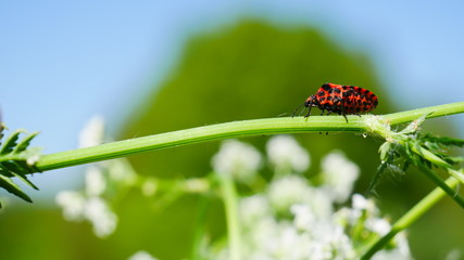 roter Käfer, red bug