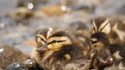cute duckling, niedliche Baby Ente