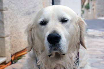 Retriever 