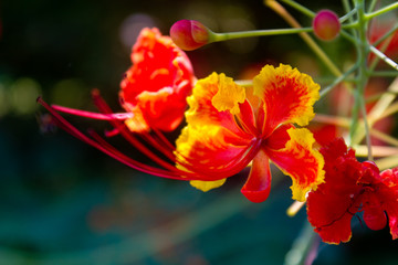 Peacock red flower