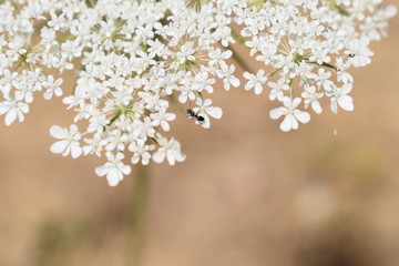 Hormiga en flor blanca