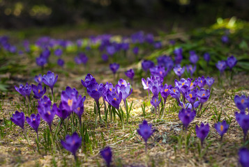 Obraz premium Alpine crocuses blossom in the mountains of the Carpathians on top of the mountain. Fresh beautiful purple crocuses. Flowering blue crocus in summer.