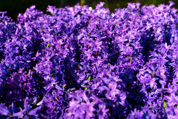 Blue growing hyacinth flowers natural background