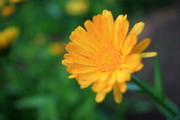 Yellow flowers in the garden