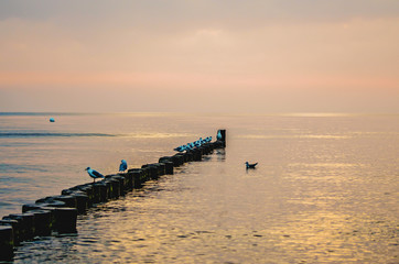 Breakwater in the Baltic Sea: Wooden groins with a lot of sleeping seagulls (Laridae) in the sunrise