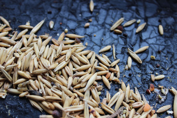 oats seeds on a black background