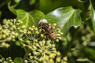 Close up from a hornet (Vespa crabro) on ivy blossoms