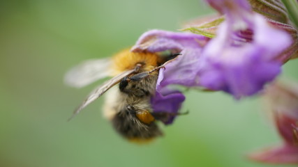 Biene mit Blume