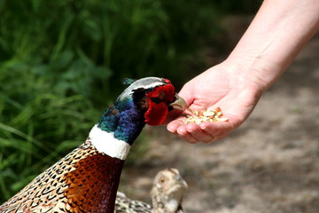Colourful male Pheasant being hand fed. Female in soft focus behind.