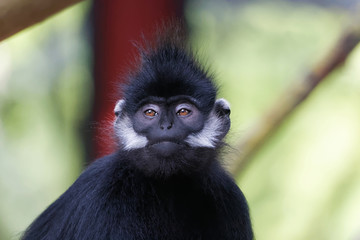 Langur de François en gros plan