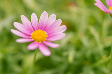 Obraz premium Grußkarte Blume in Rosa