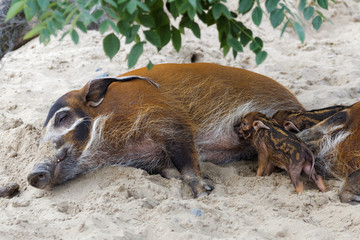 Bébés potamochères en train de téter