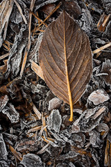 Frosty autumn leaf on the ground