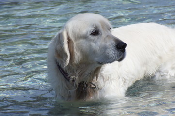 Retriever 