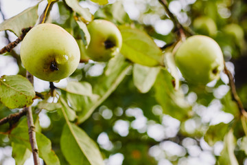 Green apples with drops of water hanging on tree branch after rain, selective focus