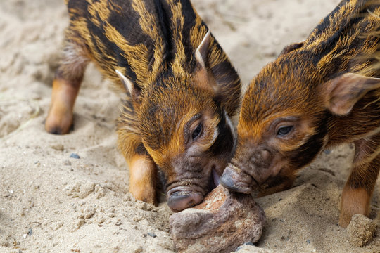 B&eacute;b&eacute;s potamoch&egrave;res