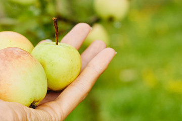 Female hand holding three green apples, selective focus