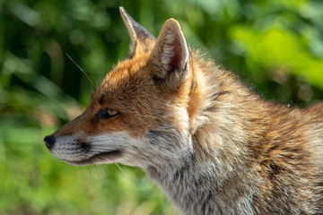 Volp - Fox