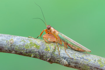 Ephestiasula rogenhoferi