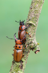 the stag beetle - homoderus gladiator