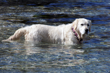 Retriever 