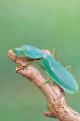 giant Asian shield mantis - Rhombodera basalis
