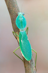 giant Asian shield mantis - Rhombodera basalis