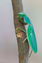 giant Asian shield mantis - Rhombodera basalis